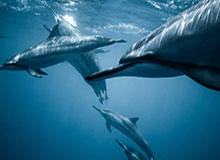 开云-21分大逆转！杜兰特24分布克31分 火箭胜太阳